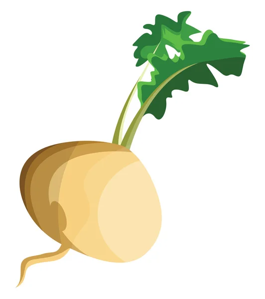 White turnip root with green leafs vector illustration of vegeta — Stock Vector