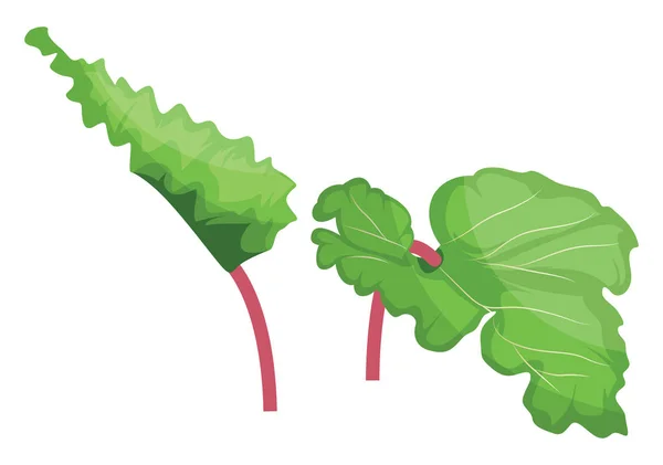 Zöld és rózsaszín rebarbara leveles vektor illusztrációja zöldségek o — Stock Vector