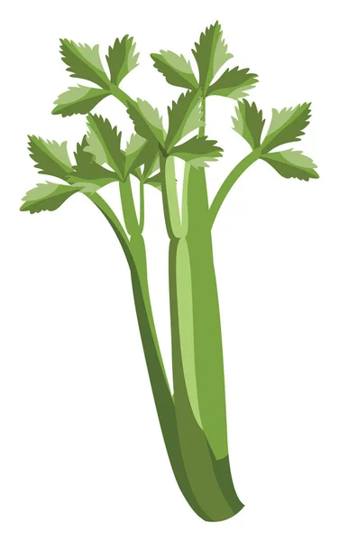 绿色芹菜与叶子向量蔬菜例证在 whi — 图库矢量图片