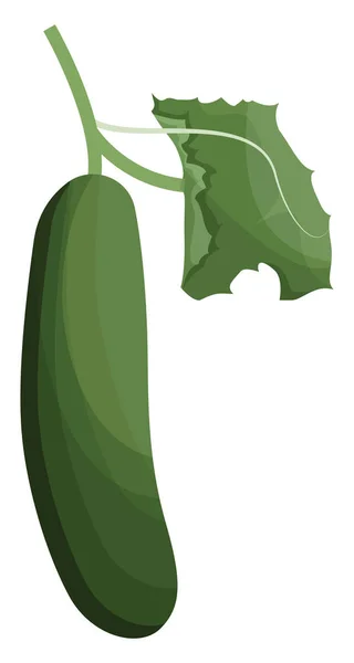 Pepino verde con hoja verde vector ilustración de verduras — Vector de stock