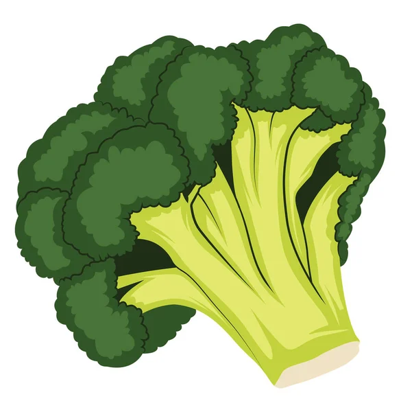 Cartone animato verde scuro e verde chiaro di broccoli vettoriali illustrati — Vettoriale Stock