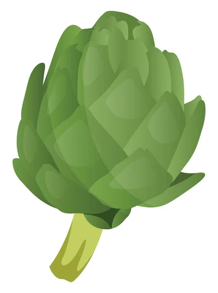 Hijau artichoke vektor ilustrasi sayuran di backg putih - Stok Vektor