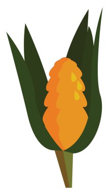 Beyaz arka planda sarı Wheet vektör illüstrasyon.