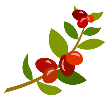 Kahve dal vektör illüstrasyon 