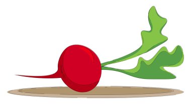 Uzun yeşil yaprakları vektör renk çizim veya illüstrasyon ile küçük bir kırmızı turp