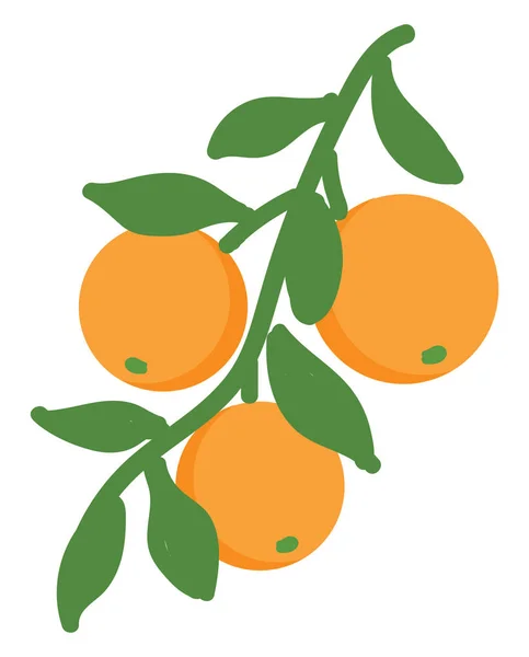 Vector Ilustración Naranja Sobre Fondo Blanco — Archivo Imágenes Vectoriales