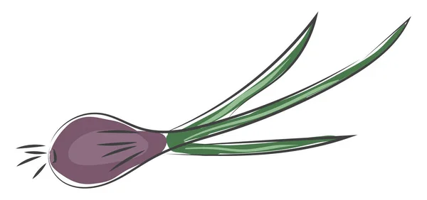 Фиолетовый Лук Зелеными Листьями Кладет Векторный Цветной Рисунок Иллюстрацию — стоковый вектор