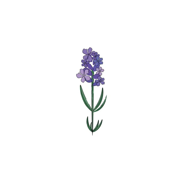 Ένα Μικρό Φυτό Λεβάντας Ένα Μάτσο Λουλούδια Αυτό Διανύσματος Χρώμα — Διανυσματικό Αρχείο
