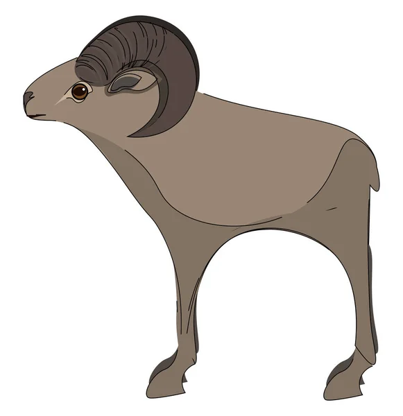 Mouflon Alto Con Sus Cuernos Doblan Dibujo Ilustración Del Color — Vector de stock