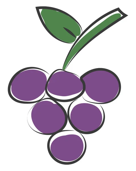 Clipart van een bos van ronde-vormige paarse druiven vector of kleur — Stockvector