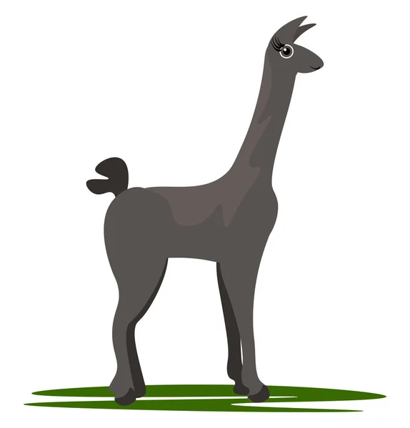 Llama de dibujos animados / vector animal domesticado o ilustración en color — Vector de stock