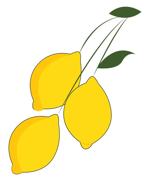 Clipart of three lemons hanging individually on a long and slend — Stock Vector