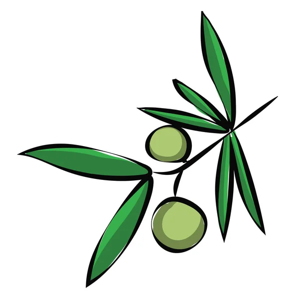 Tak van een olijfboom met twee olijven op het/olijftak met — Stockvector