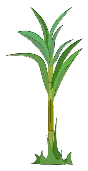 Eine grün gefärbte Zuckerrohrpflanze als Vektor- oder Farbabbildung — Stockvektor