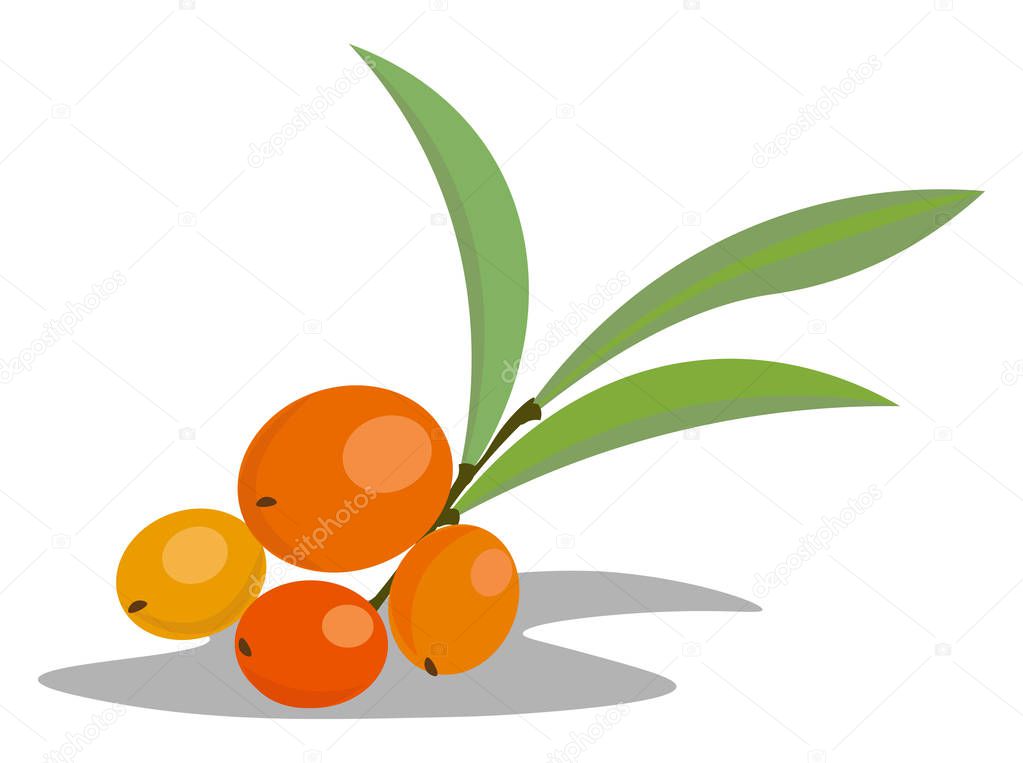 A Bunch of orange sea berries with green leaves vector color drawing or illustration