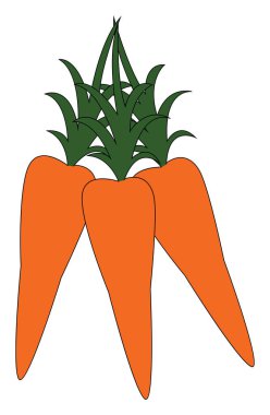 Demet havuç vektör veya renk illüstrasyon