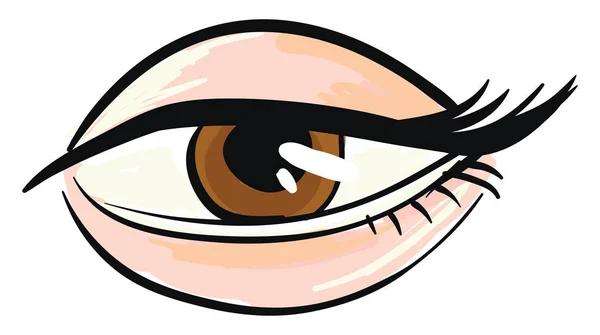 Vrouw bruin oog Witte achtergrond — Stockvector