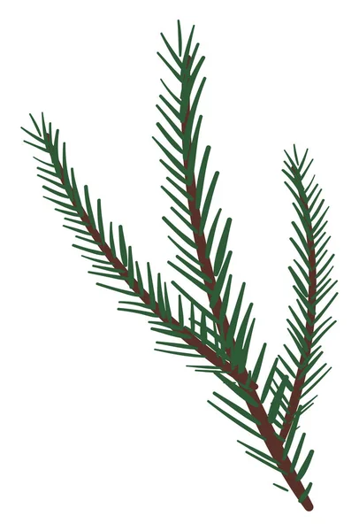 Branches of a spruce tree vector or color illustration — Stock Vector