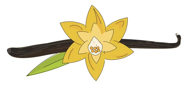 Vanilla Flower Vectorストックベクター ロイヤリティフリーvanilla Flower Vectorイラスト ページ 14 Depositphotos