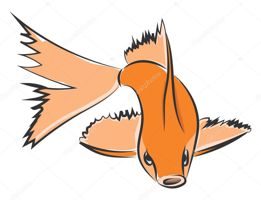 Drawing of an orange fish vector or color illustration
