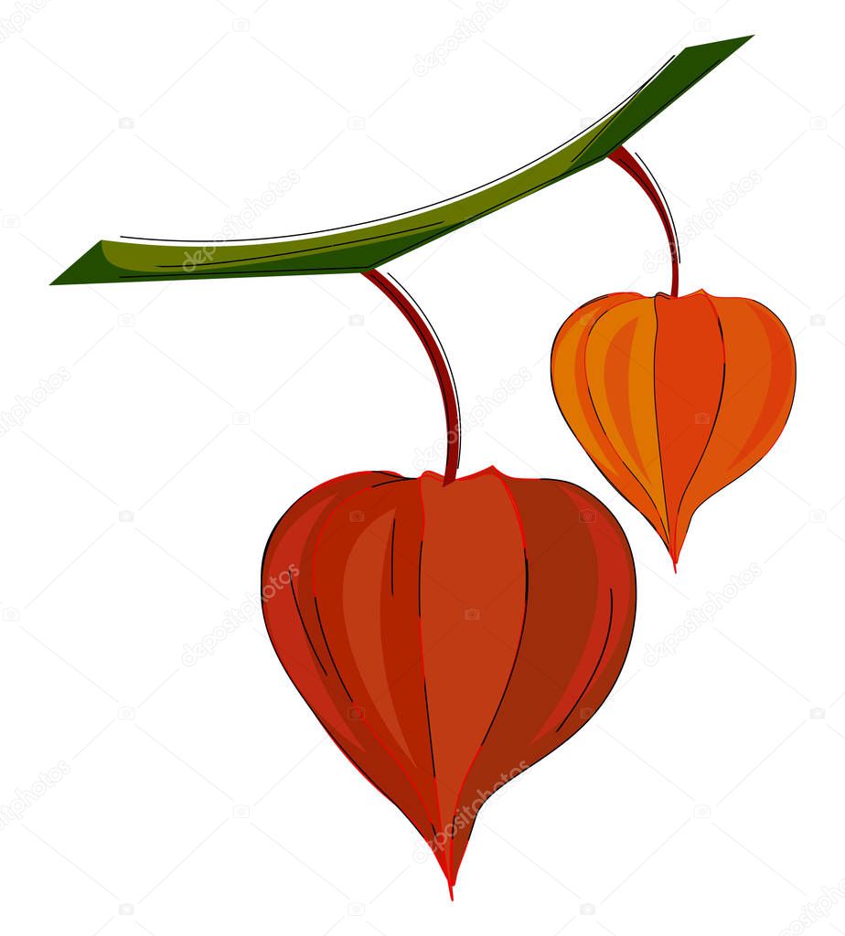 Clipart of orange and red colored physalis fruits hanging on the