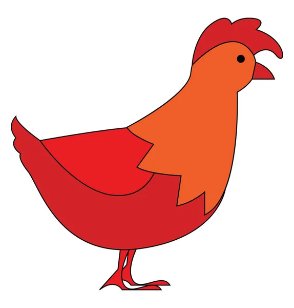 Red orange hen facing right illustration vector on white backgro — Stock Vector