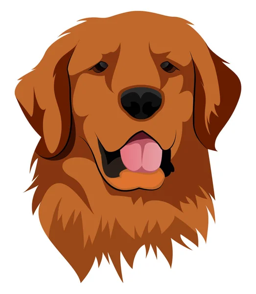 Golden Retriever vector ilustración sobre fondo blanco — Vector de stock