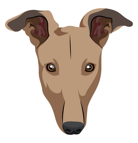 Vetor de ilustração Greyhound no fundo branco — Vetor de Stock