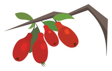 Goji berries hand drawn design, illustration, vector on white ba