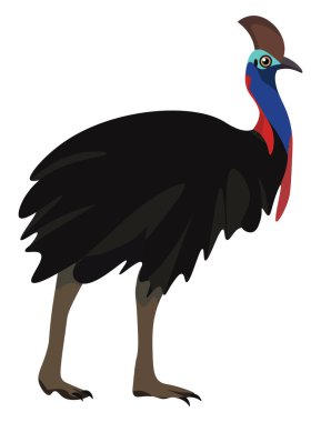 Güzel cassowary , vektör veya renk illüstrasyon