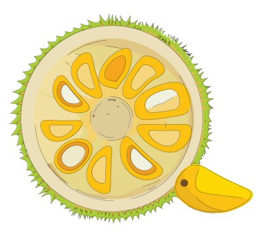Yarım jackfruit , vektör veya renk illüstrasyon