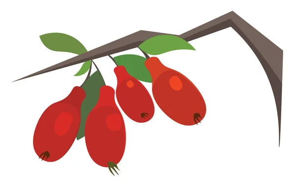 Goji berries hand drawn design, illustration, vector on white ba — Stockvector