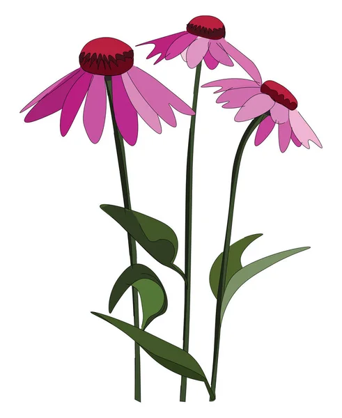 Echinacea λουλούδια, διάνυσμα ή έγχρωμη απεικόνιση — Διανυσματικό Αρχείο