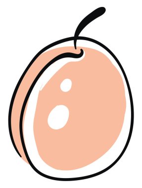 Kayısı Çizimi, vektör veya renk çizimi. 