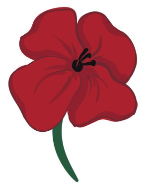 Haşhaş, vektör veya renk illüstrasyon tomurcuk. 