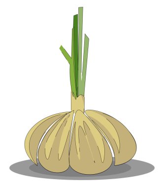 Sarımsak, vektör veya renk illüstrasyon. 