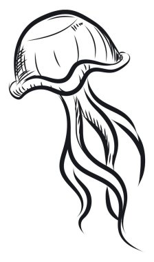 Denizanası çizimi, vektör veya renk çizimi. 