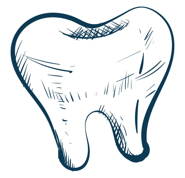 Начерк малюнка білого зуба, векторна або кольорова ілюстрація — стоковий вектор