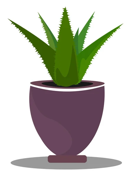 Aloe, vetor ou ilustração colorida . — Vetor de Stock