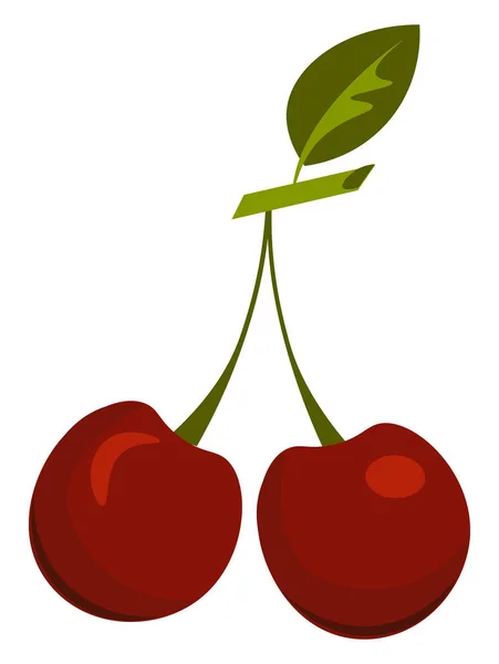 A cherry, vector or color illustration. — Stock Vector