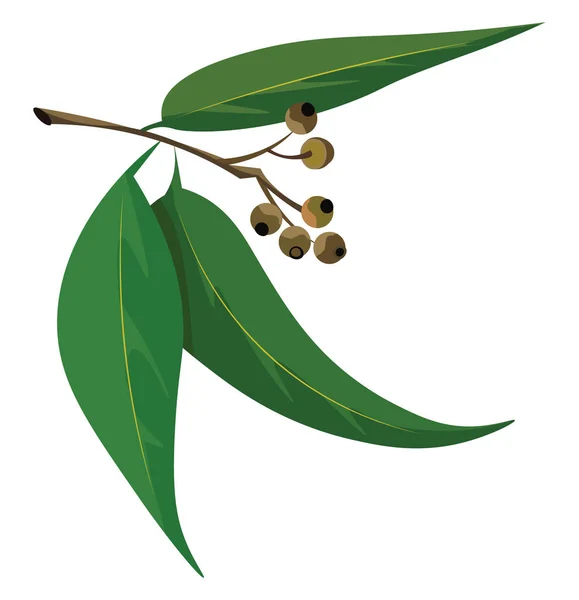 Eukalyptusblätter, Vektor- oder Farbabbildung. — Stockvektor