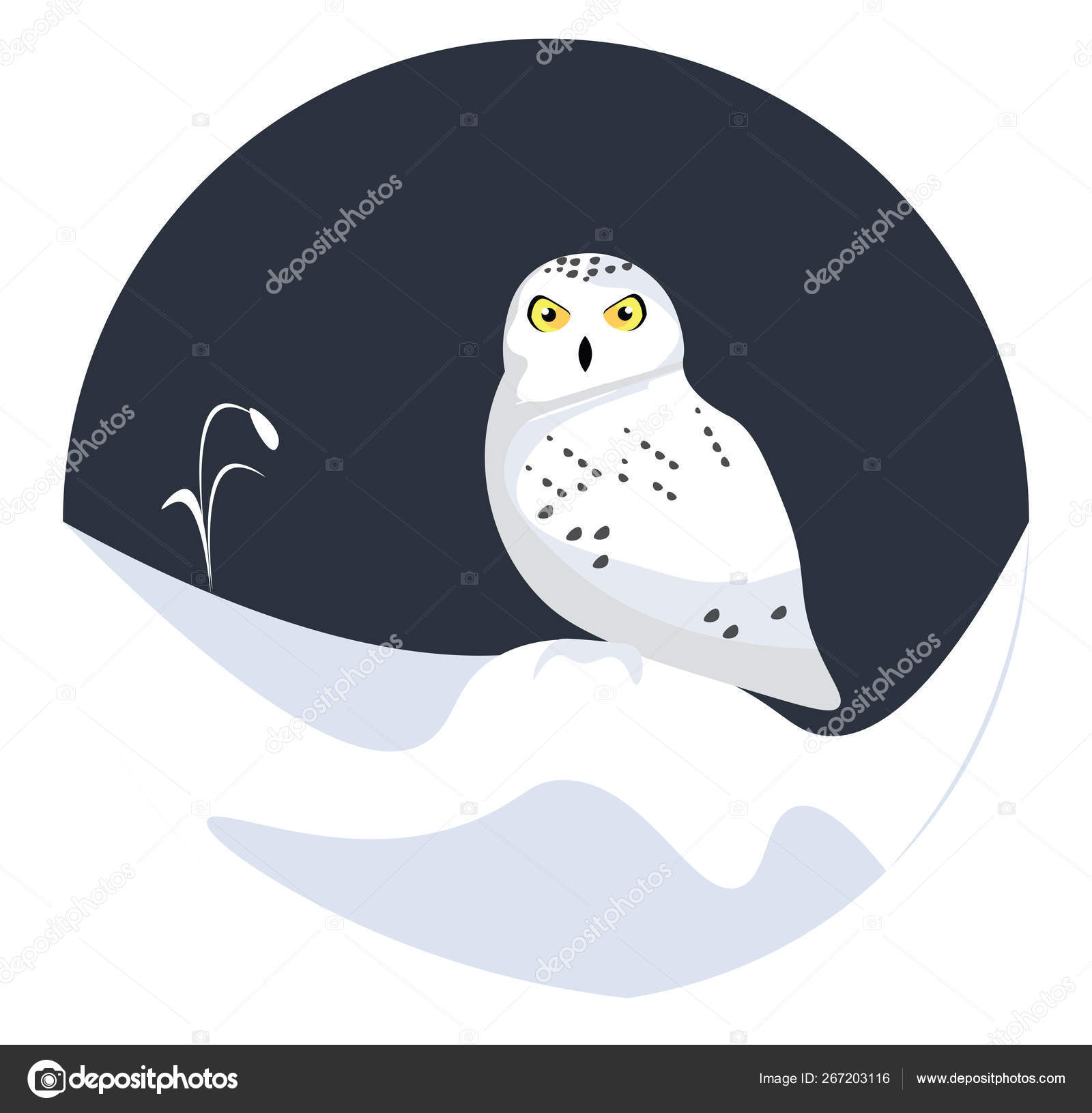 눈 올빼미, 벡터 또는 색상 일러스트레이션. 스톡 벡터 - ©Morphart 267203116, image size:1600x1631