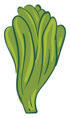 Birçok yaprak, vektör veya renk illüstratör ile uzun yeşil marul