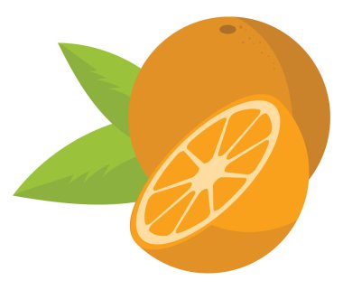 Portakal meyvesi, vektör veya renk illüstrasyonu.