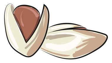 Kabuk, vektör veya renk illüstrasyon fıstık.