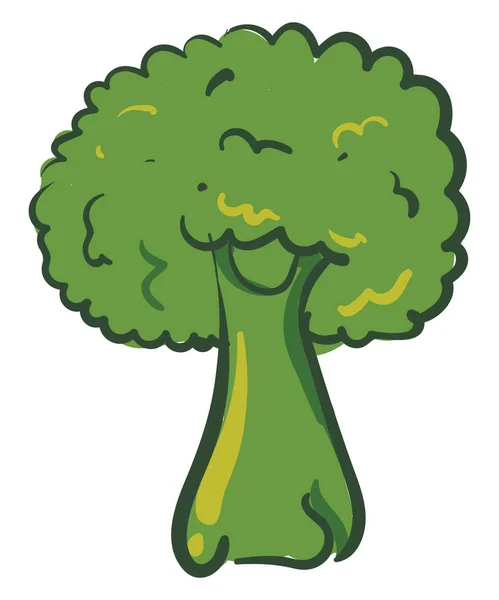 Green broccoli, vector or color illustration. — Stock Vector