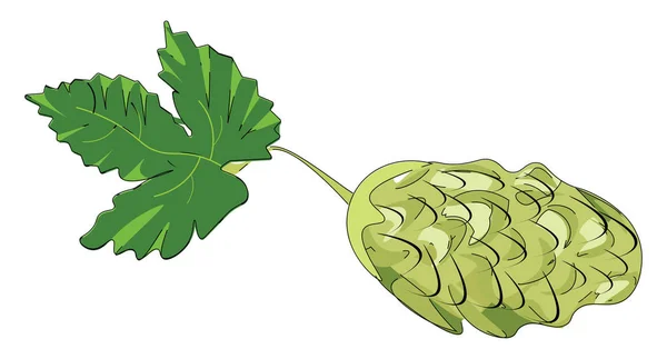 The hop plant, vector or color illustration. — Stock Vector