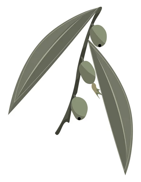 Russische olijven, vector of kleur illustratie. — Stockvector