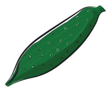 Salatalık, vektör veya renk çizimi.