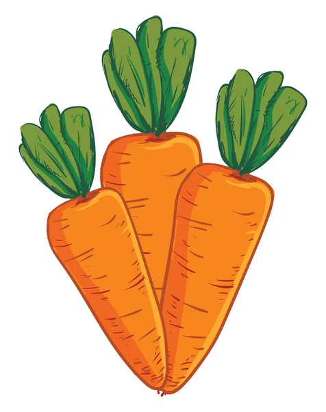 一串 3 胡萝卜，矢量或颜色插图. — 图库矢量图片